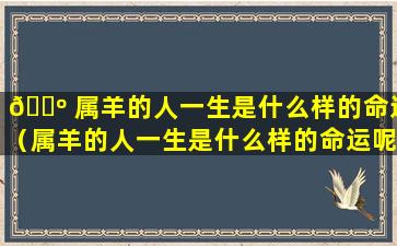 🐺 属羊的人一生是什么样的命运（属羊的人一生是什么样的命运呢）